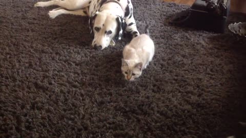Fearless kitten pounces on pair of Dalmatians
