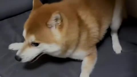 Keep a Shiba dog, a dancing Shiba dog