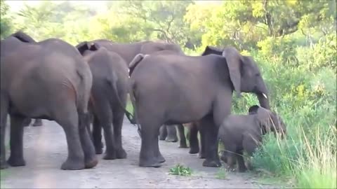 Cute Baby Elephants Protected by Mothers