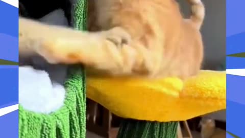 #shorts Pet Fails and Funnies! 🐱 Giggle at Their Adorable Goofs and Gaffes! #PetComedy🐾