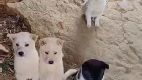 Amazing dogs 🐶 trending video