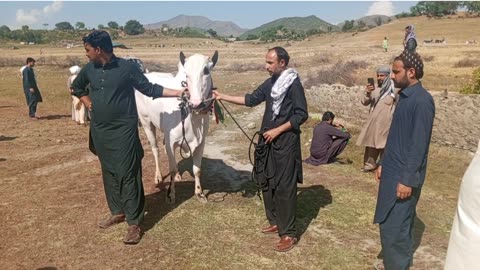 Bull race in village