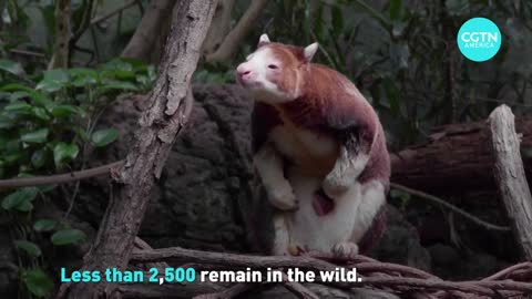 Meet the baby tree kangaroo introduced at the Bronx Zoo