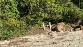 21/28 - Experiência imersiva pelas Praias de Governador Celso Ramos até a Praia das Conchas