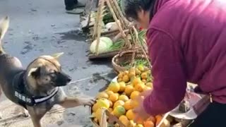 AWE SWEET A VERY STRONG WILLED DOG WITH A BASKET AT A FRUIT STAND FOR APPLES