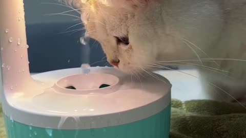 Cat Drinking a water & enjoying his mom.🐶👺😀