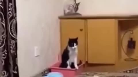 Funny Cat full watch