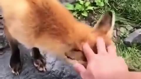 Funny AF Animal Videos