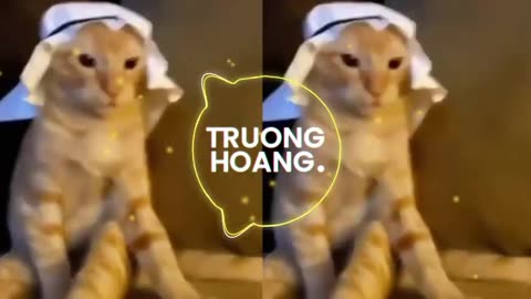 Arabian Cat EDM REMIX!!!!!