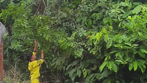 little boy stealing guava fruit