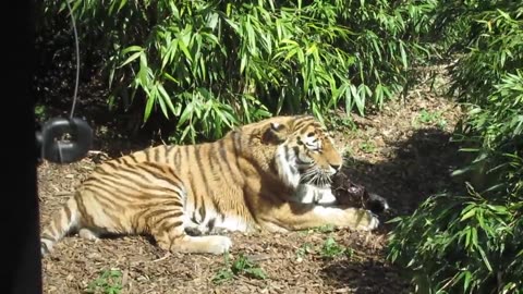 Tiger Eating His Food