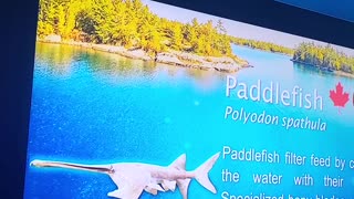Paddle fish Ripleys Aquarium Canada