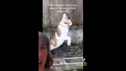 FUNNY CAT MEMES COMPILATION OF 2023 V6