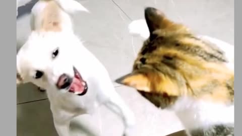Cute funny animal best interesting video