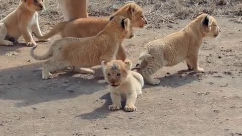 Cute baby Lion