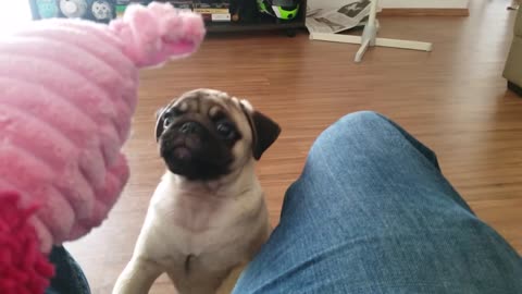 Clumsy Pug can't quite keep his footing