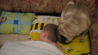 Pug Gently Wakes Up Child For School Every Morning