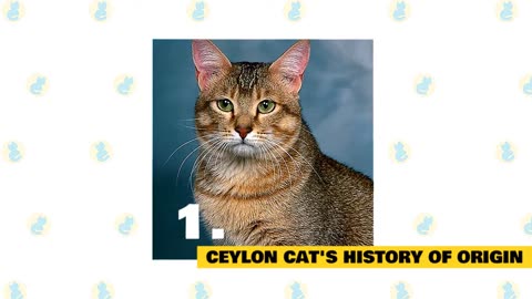 Ceylon Cats 101 : Fun Facts & Myths