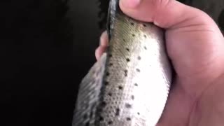 Awesome speckled trout/spotted seatrout fishing in NC!