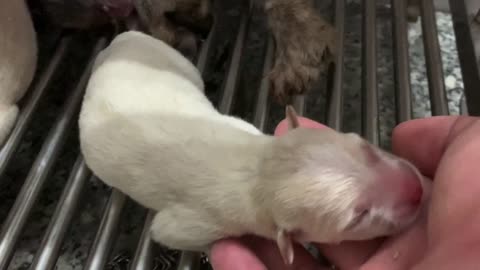 Dog gives birth to 4 Puppies ★ Cutest Newborn Puppies