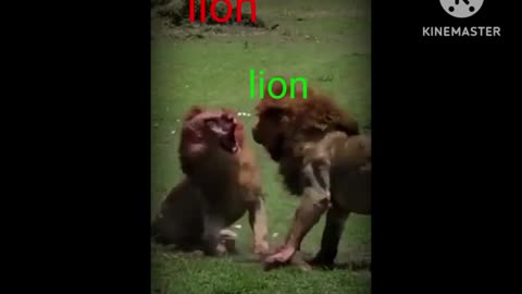 New fighting lion vs lion