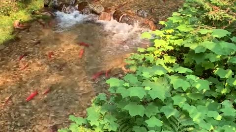 Wild Salmon Migration