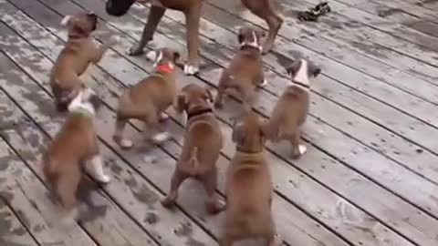 Oh No! Watch Puppies ridiculously mistake Father for Mother!