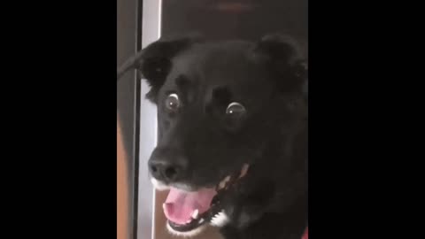 Impressed dog gif video