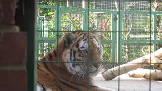 hello beautiful tiger