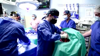 Pig heart transplants successful in brain-dead patients