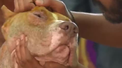 Pit bull dog very dangerous