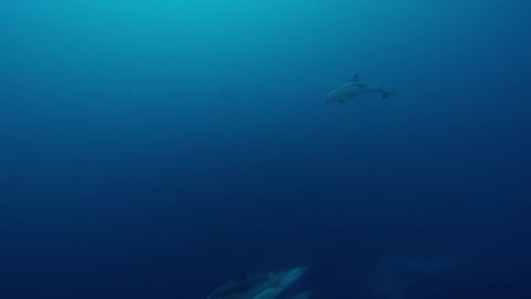 Relaxing Music with the Dolphins Echo in New Zealand Ocean.