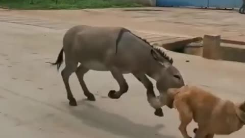 Donkey vs dogs fanny video 😆 😂 😆