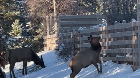 Young Elk Tries to Play With Magpie