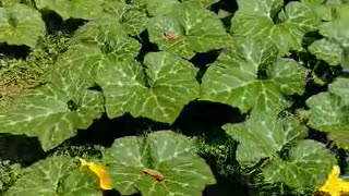 Thriving Garden of a Healthy Squash