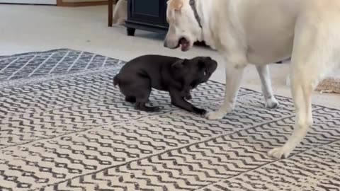 Blu Plays With Some Big Friends