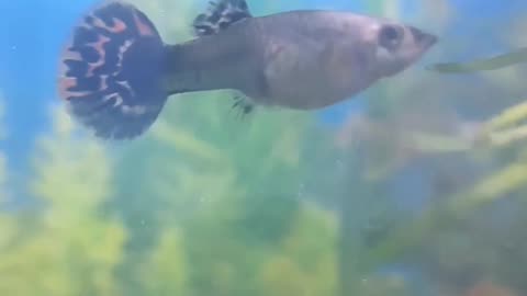 Guppy Fish Baby Birth