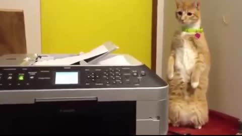 Cats vs. Printers Funny Cats Are Having Fun With The Printer