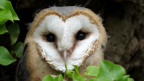 The Barn Owl: Close Up HD Footage (Tyto alba)