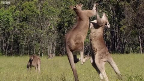 Giant Kangaroo fight. animal life story