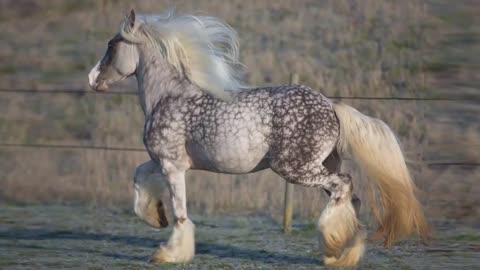 Most Powerful Horse Breed in the world