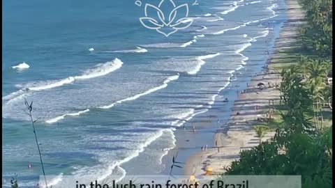 Yoga, Qigong, Mindfulness Teacher Training in Brazil