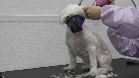 Aggressive lamp attempts to kill groomer | pet videos | cute dog videos