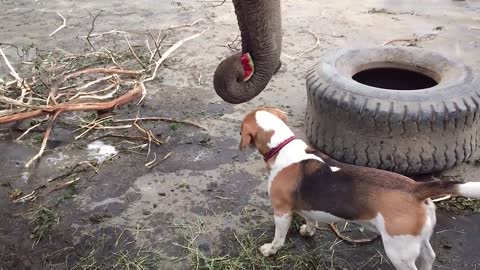 Elephant vs. Watermelon