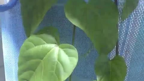 Plant with heart-shaped leave grows on a beach chair [Nature & Animals]