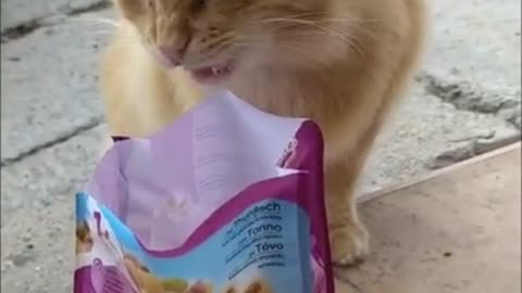 funny cat | cat eating || Funny Animal
