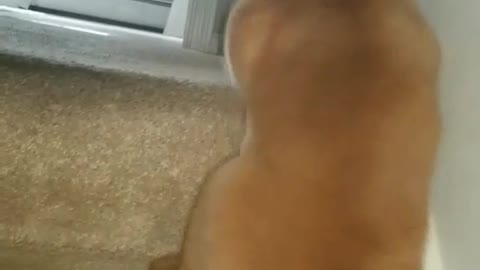 Pupper climbs the stairs