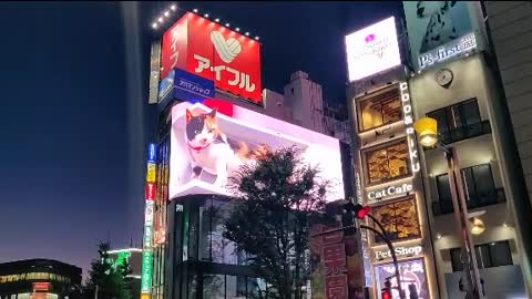 Giant, Cute Cat Advertisement in Shinjuku, Japan 🇯🇵 🐱