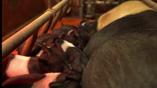 Baby pigs trying to find the best spot on their mama. #livestock #showpigs #livestockshow