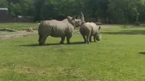 Love is in the air rhino couple in zoo